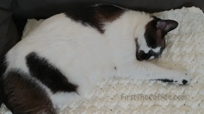 Crochet Cat Mat - proof that the cat approves
