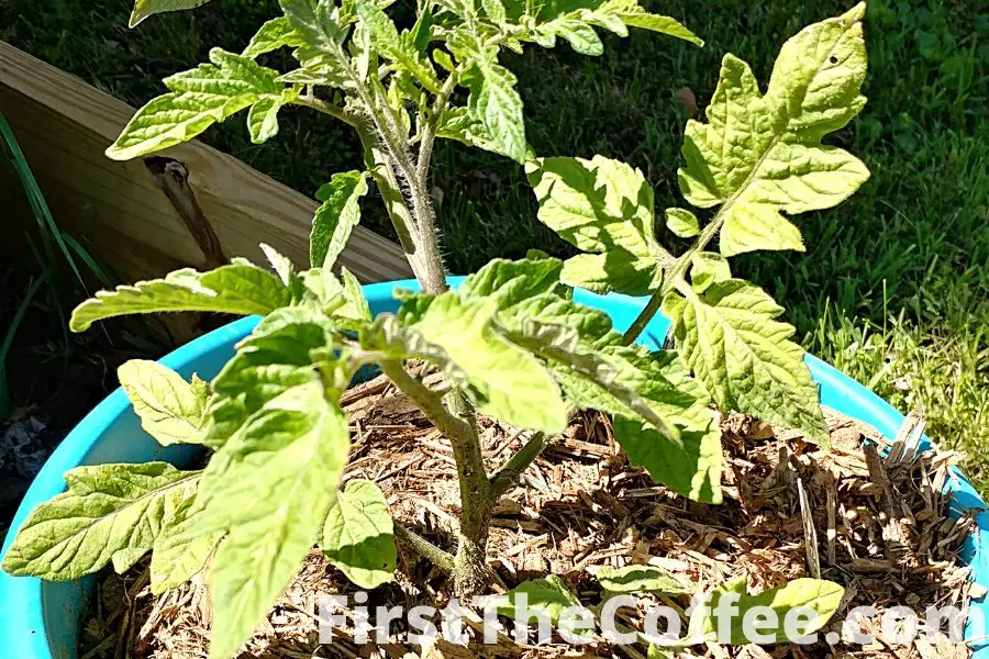 Growing Tomato Plant In Pot