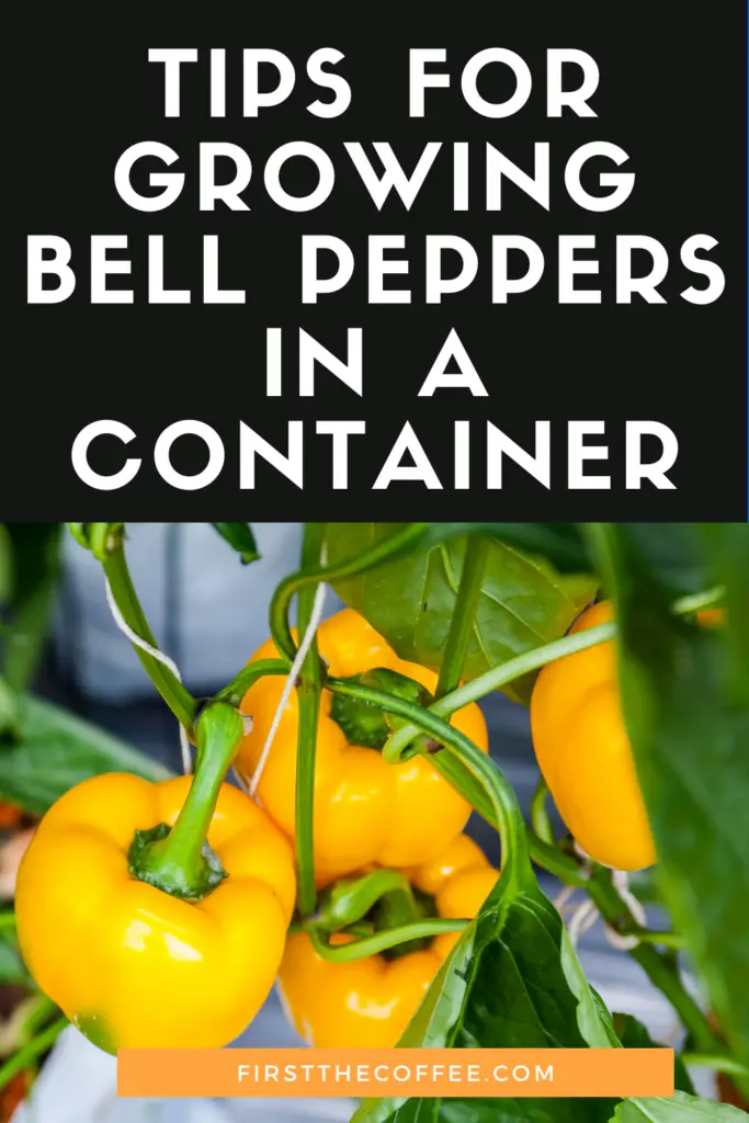 Tips for Growing Bell Peppers in a Container