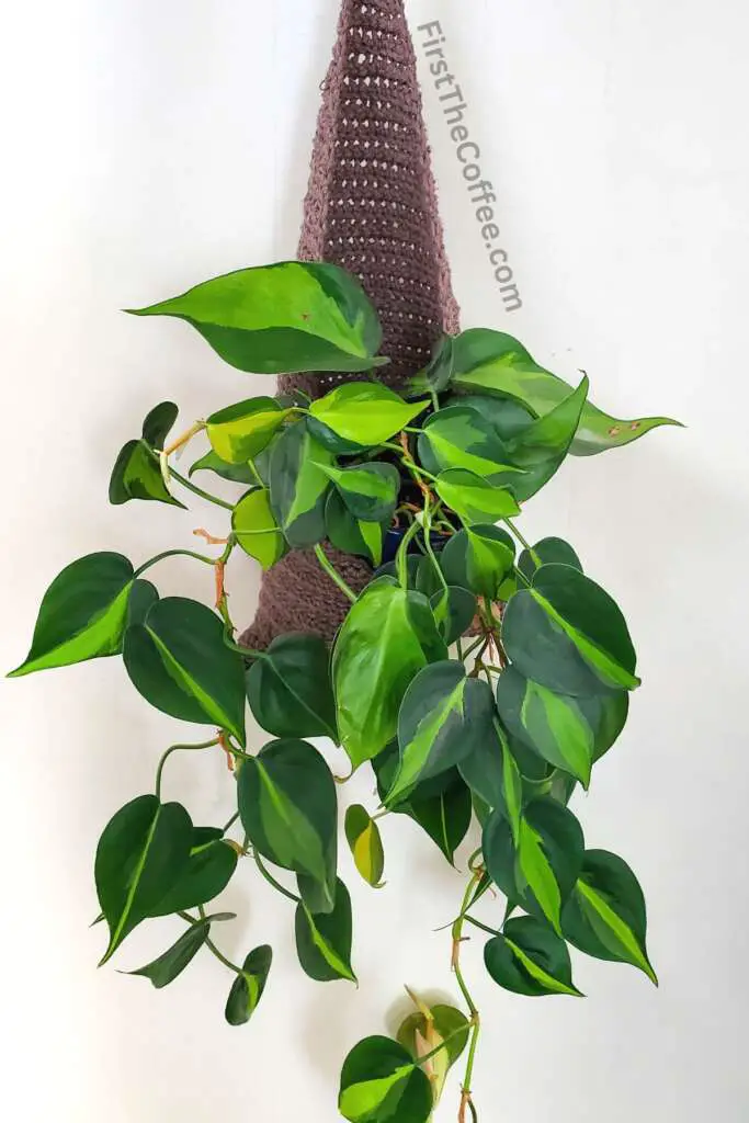 Hanging Crochet Basket With Plant