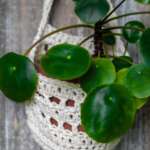 Free Crochet Plant Basket Pattern