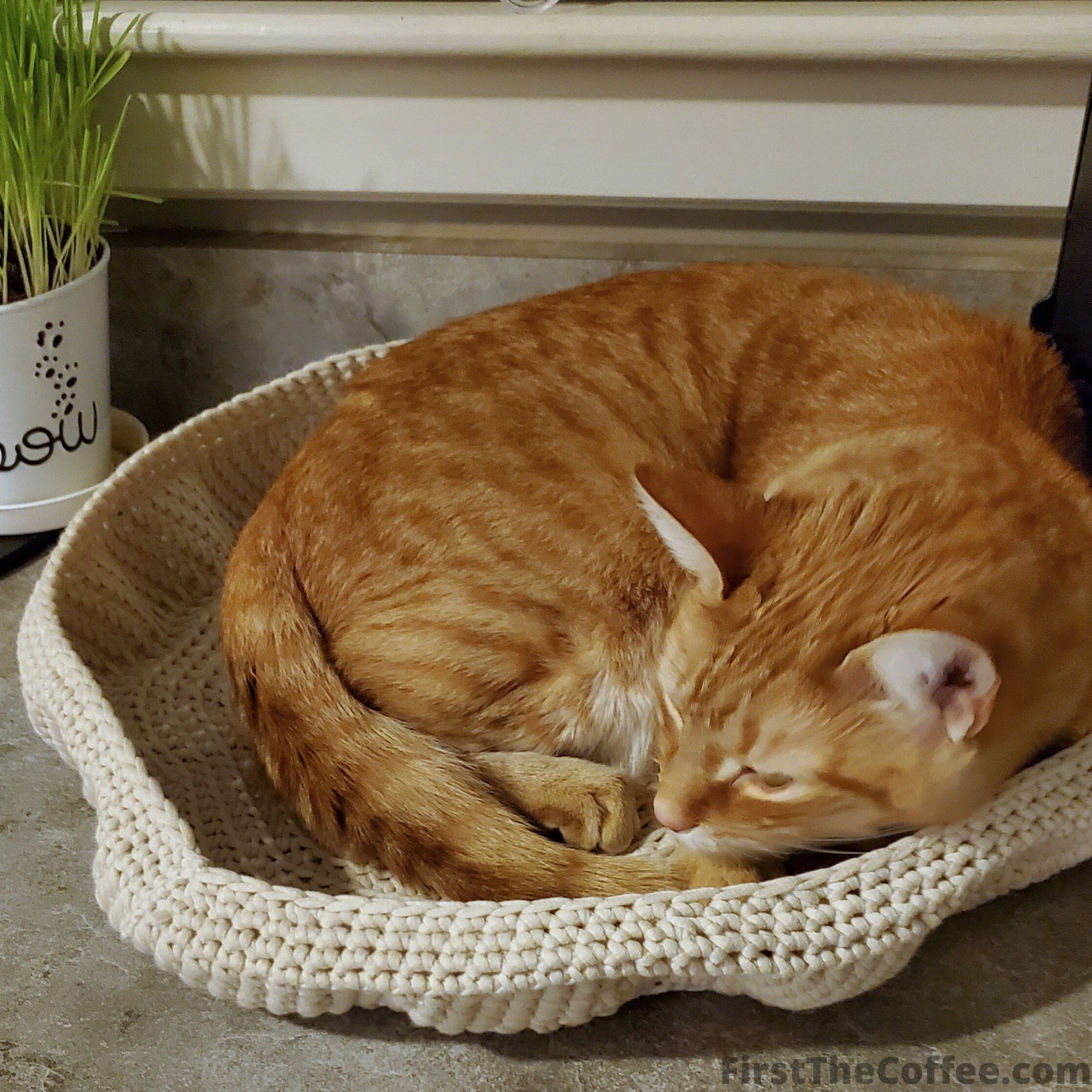 Orange cat in a crocheted cat bed